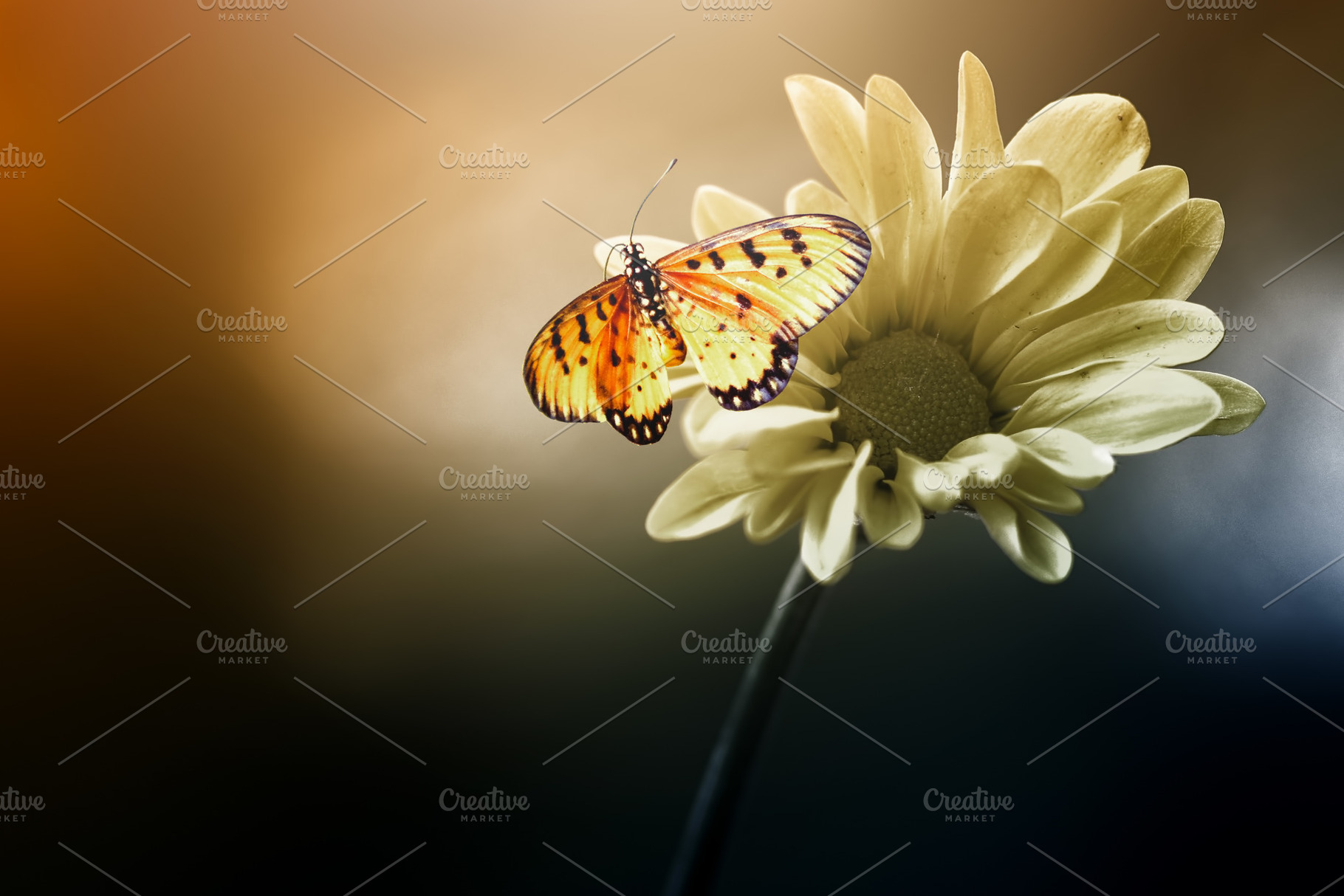 Butterfly on flower stock photo containing butterfly and chameleon, an Animal Photo by roni kurniawan