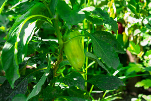 Green Pepper Growing on Plant, a Food & Drink Photo by Ales Munt