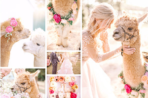 Alpaca wedding stock bundle 