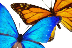 Watercolor Butterflies, 10 Png