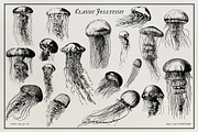 Aquatic Natural History Collection, an Object Graphic by Blixa 6 Studios (Thumbnail 8 of 24)