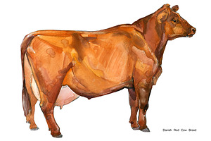 Cow Breeds. Cattle Watercolor Set