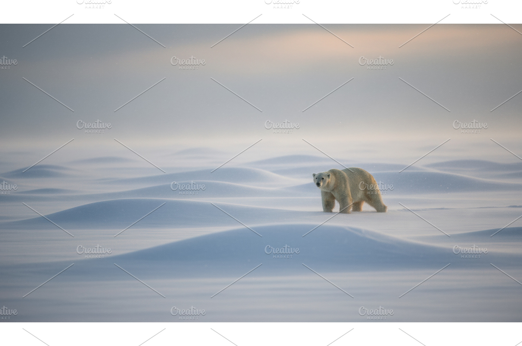 A lone polar bear crossing vast snow, a Background Photo by Igor Tichonow