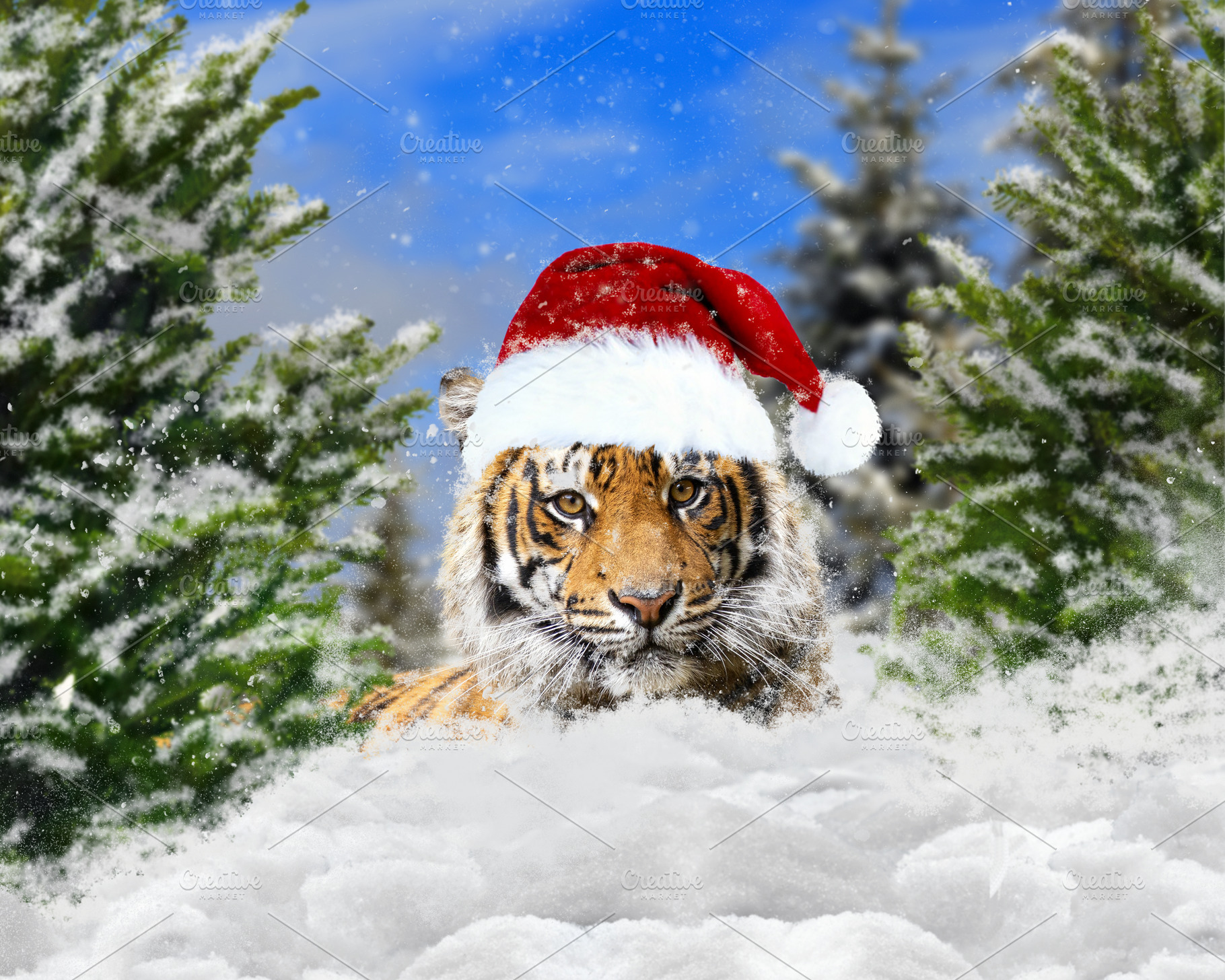 A tiger in a New Year's hat, a Holiday Photo by Kozorog