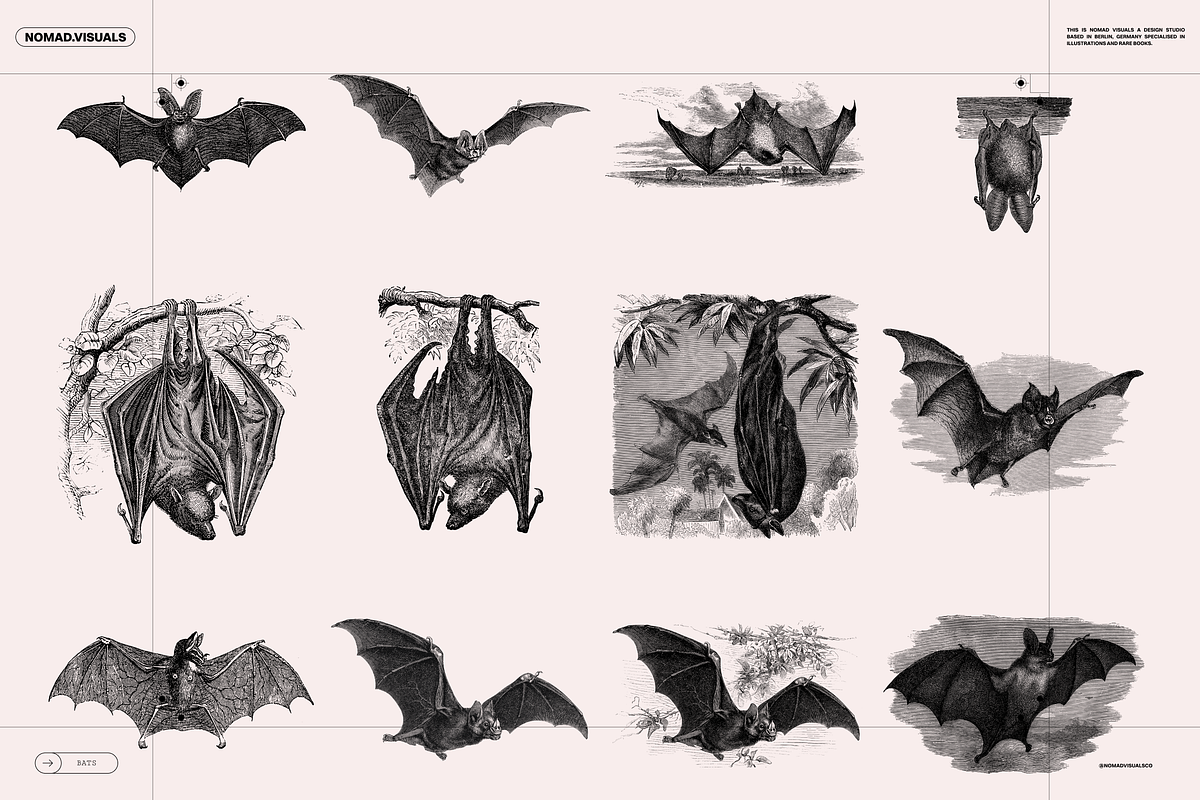 Halloween Special! Bats of the World, an Animal Illustration by Nomad Visuals (Photo 15 of 17)