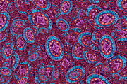 Star shape neon object motif random pattern, a Decorative Illustration by DanFLCreativo (Thumbnail 1 of 2)