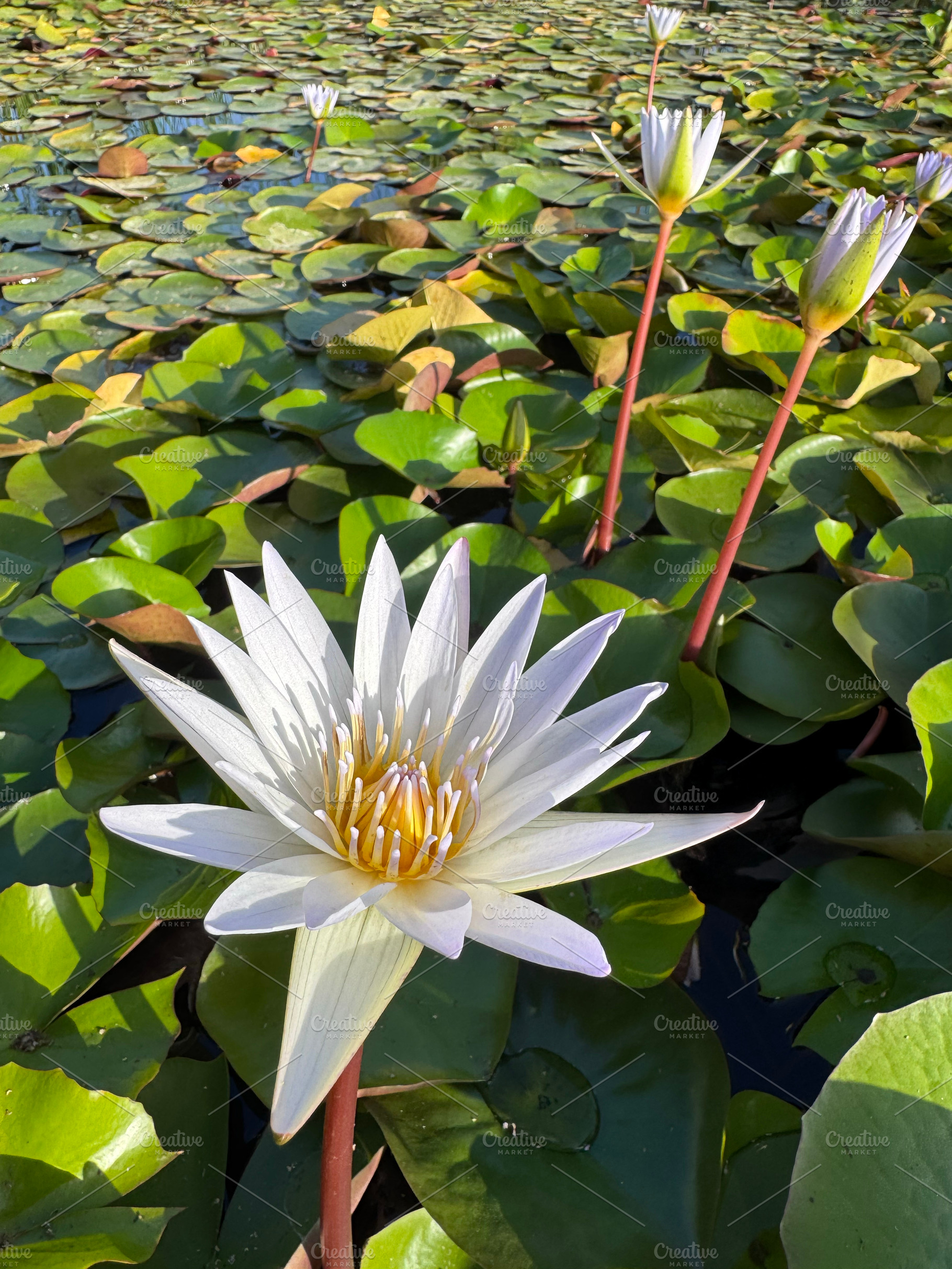 Beautiful white water lily, a Nature Photo by Imaginarium