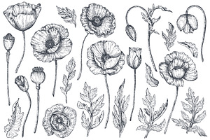 Vector Poppy Flowers Set