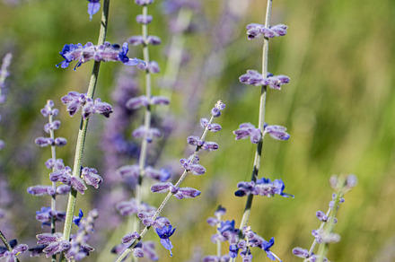 Blue flowers of Sage plant, a Nature Photo by Anna Bogush