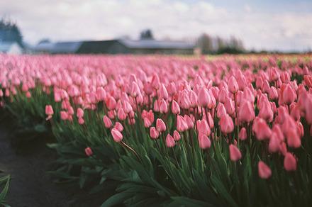 Beautiful pink tulips farm stock photo containing tulips and farm