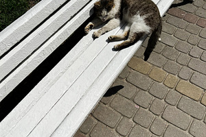 Cat relaxing on a wooden bench under sunlight in a park area, a Photo by AS photostudio