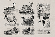Vintage Bundle 2500+ Free Update, an Animal Illustration by Retro Machine (Thumbnail 168 of 170)