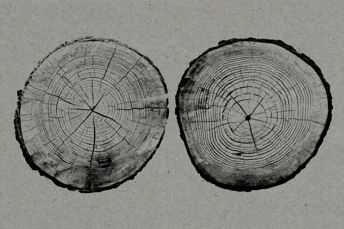 26 Large Tree Ring Textures, a Texture Graphic by Offset (Photo 12 of 16)