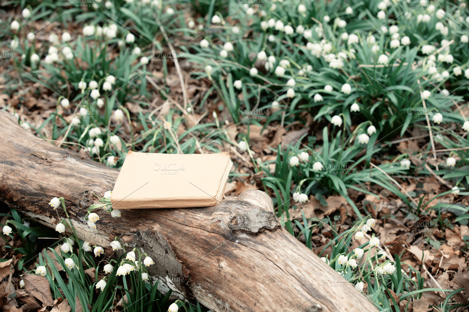 Book on a fall tree branch in meadow of snowdrops, a Nature Photo by Masson Simon
