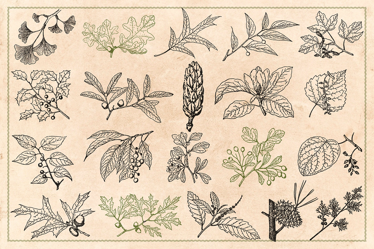 100 Vintage Leaves & Branches 2, an Illustration by Brigantine Designs (Photo 8 of 8)