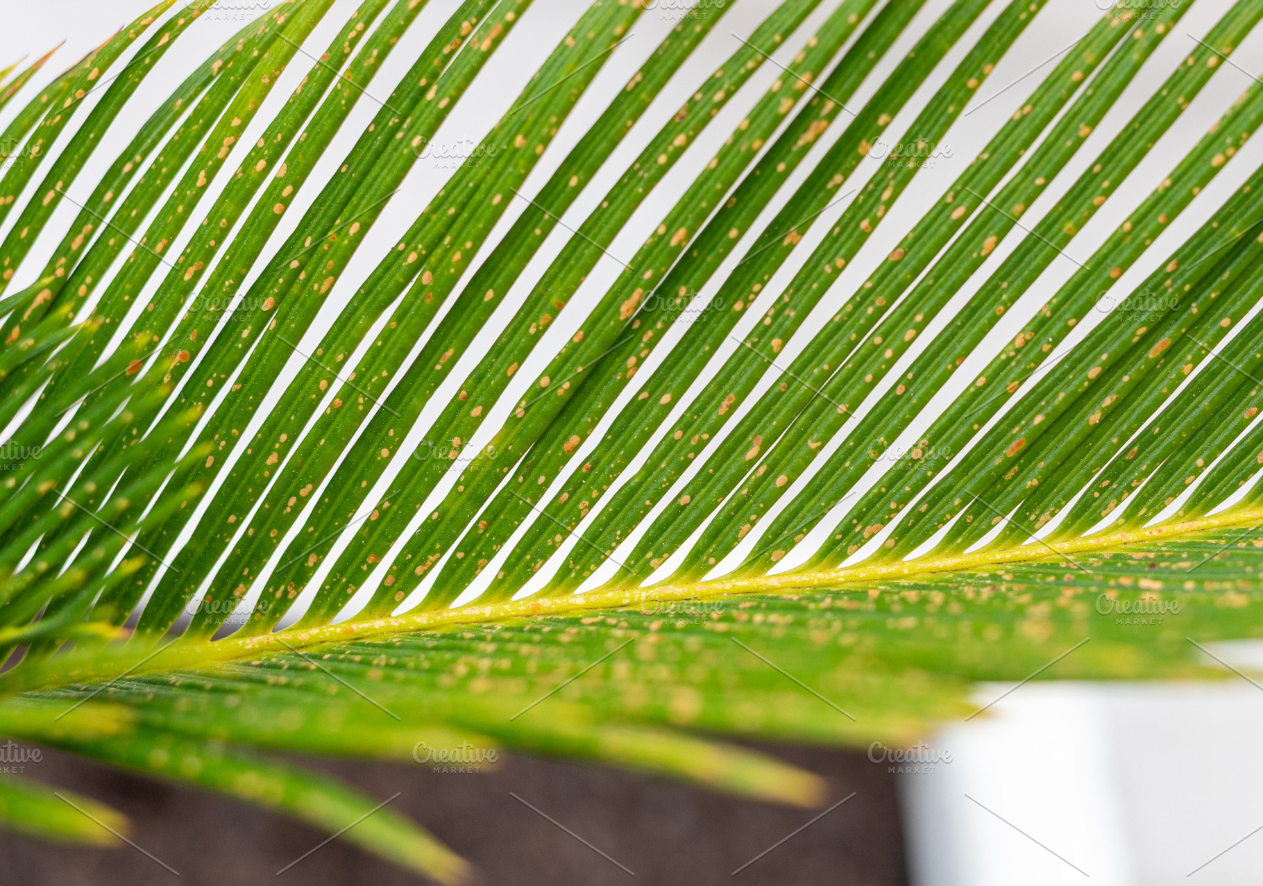 Fungal infection damaging cycas revoluta leaf with yellow spots, a Photo by Antonio Gravante Market