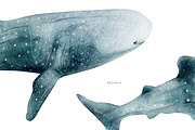 Watercolor Sharks. Ocean animals set, an Animal Illustration by Diana Askarova Art (Thumbnail 4 of 9)
