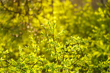 Full frame image of dense lime green shrub with young leaves in late spring or