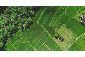 Lush rice paddies and traditional, an Architecture Photo by Goinyk