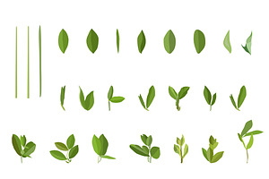 Vector Object Brushes. Sweet Pea.