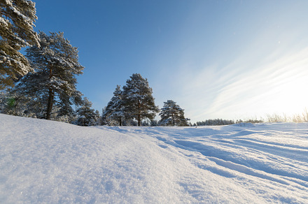 Pine forest in winter sunny day featuring tree, forest, and winter, a Nature Photo by oleghz