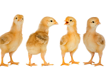 Collage with cute little chickens, an Animal Photo by José Manuel Gelpi