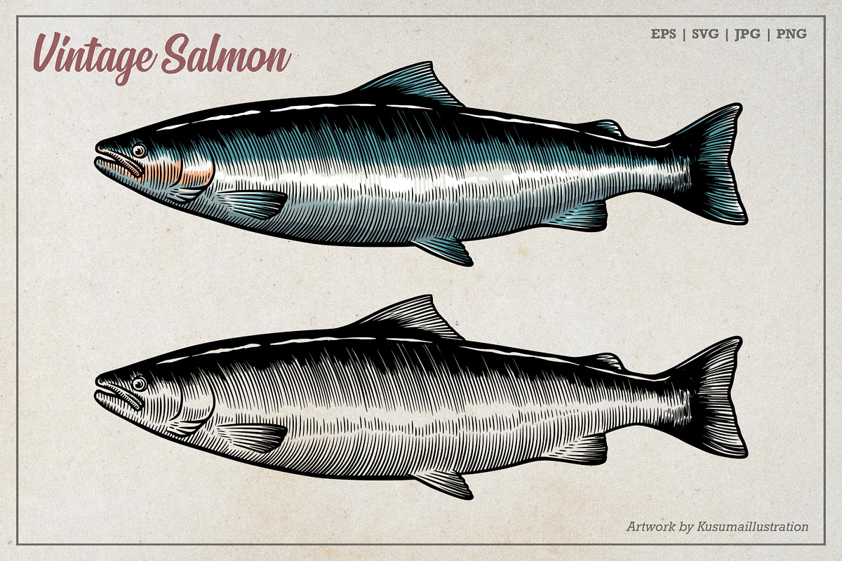 Vintage Salmon Illustration, an Animal Illustration by Kusumaillustration (Photo 1 of 3)