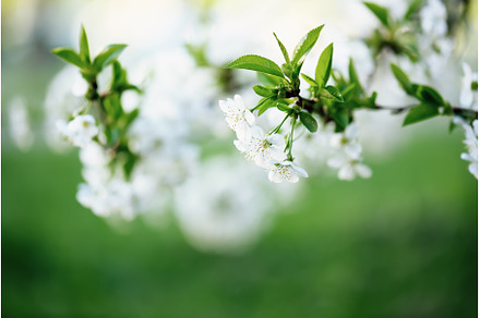 Cherry flowers frame, a Nature Photo by Nature and travel