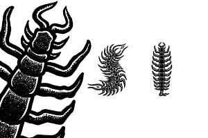 Centipede Poisonous Tattoo Designs