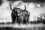 Black and White Lightroom Presets, an Action Add-On by Madison Colt Studios (Thumbnail 3 of 15)
