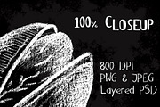 White Chalk Sketched Nuts Clipart, a Food Illustration by RabbitAndPencil (Thumbnail 3 of 5)