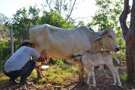 Milking cow containing animal, countryside, and cow