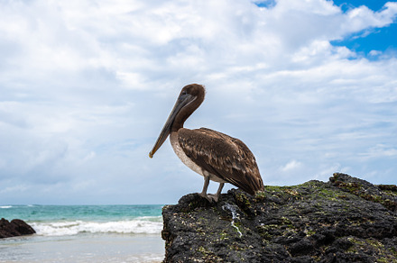 Brown Pelican on rocks at Puerto Villamil Beach, Isabela, Galapa