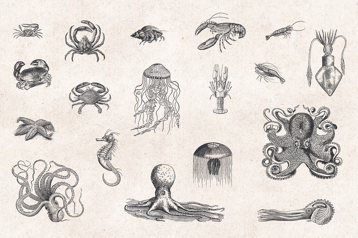Fishes & Sea Life Engravings Set, a Food Illustration by Graphic Goods (Photo 4 of 7)