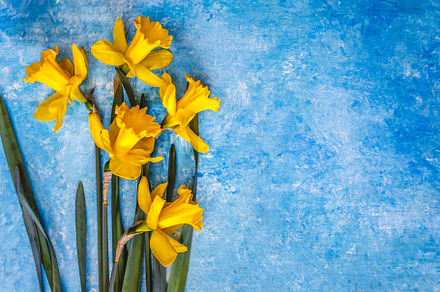 Daffodil flowers yellow on a blue marble background, there is an, a Nature Photo by TanaCh