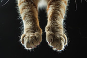 Animal Legs - 49 images, an Animal Photo by Handmadefont (Thumbnail 7 of 13)