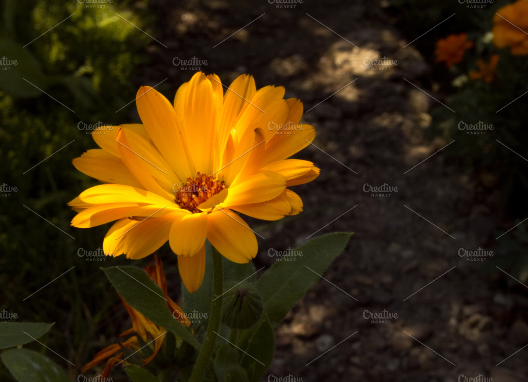 Calendula flower featuring calendula, flower, and blossom, a Nature Photo by Innire