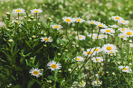 Chamomile flowers stock photo containing beautiful and beauty