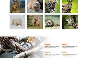 Zoo Responsive One Page Theme