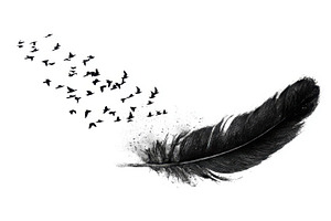 Birds flying from a large feather, a Photo by Beautiful things