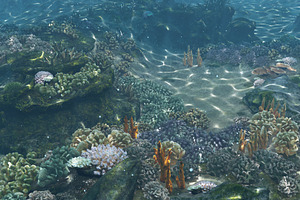 Underwater Coral Reef Habitat Ocean