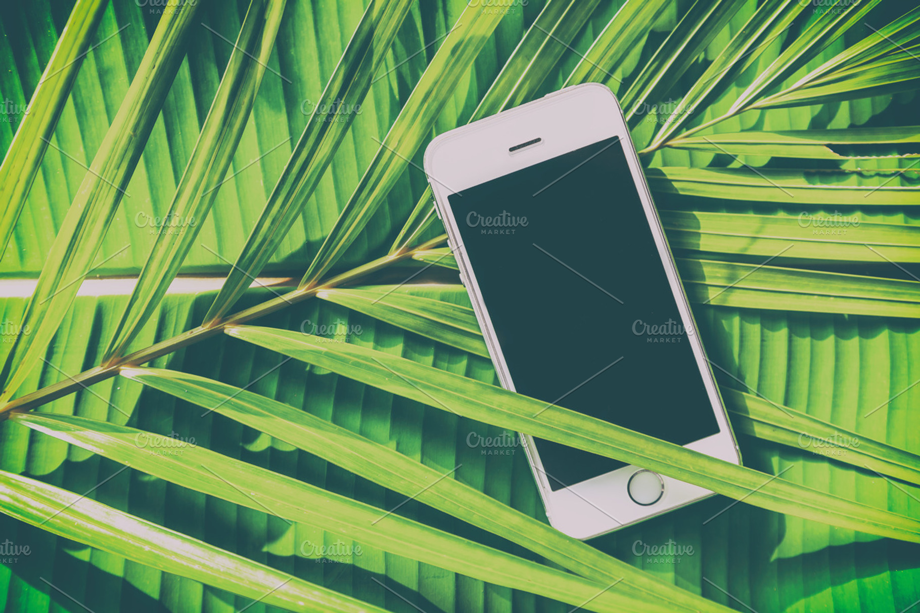 Smartphone on tropical background, a Business Photo by Olezzo