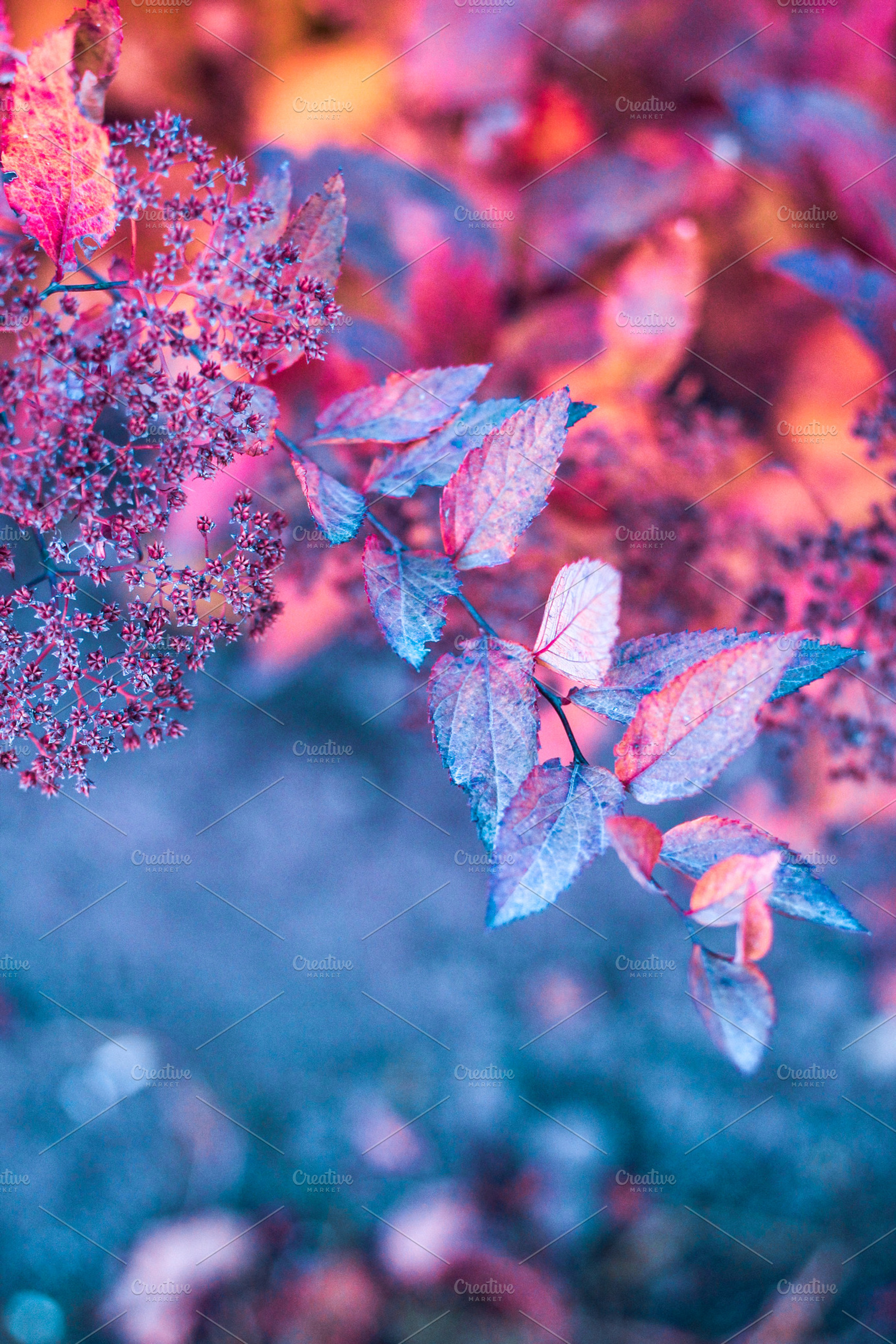 Colorful Spring Leaves Stock Photo, a Nature Photo by NViolet