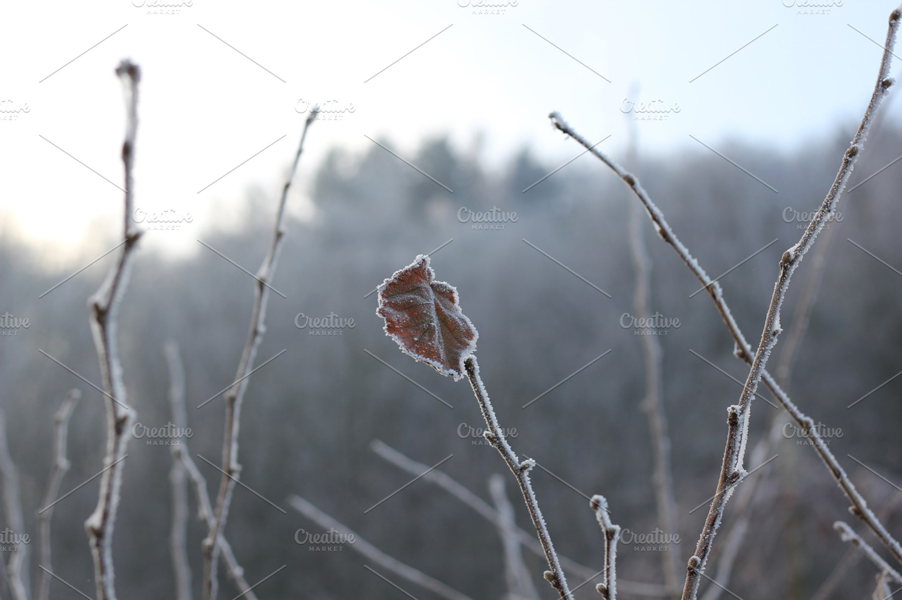 Frozen leaf featuring frozen, frost, and freeze, a Nature Photo by Cherry Picked Photos