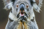 236 surprised animals, an Animal Photo by Handmadefont (Thumbnail 73 of 241)