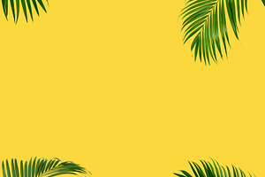 summer frame tropical palm backgroun