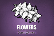 Flowers - Hand Drawn, a Decorative Illustration by BusOne (Thumbnail 2 of 2)