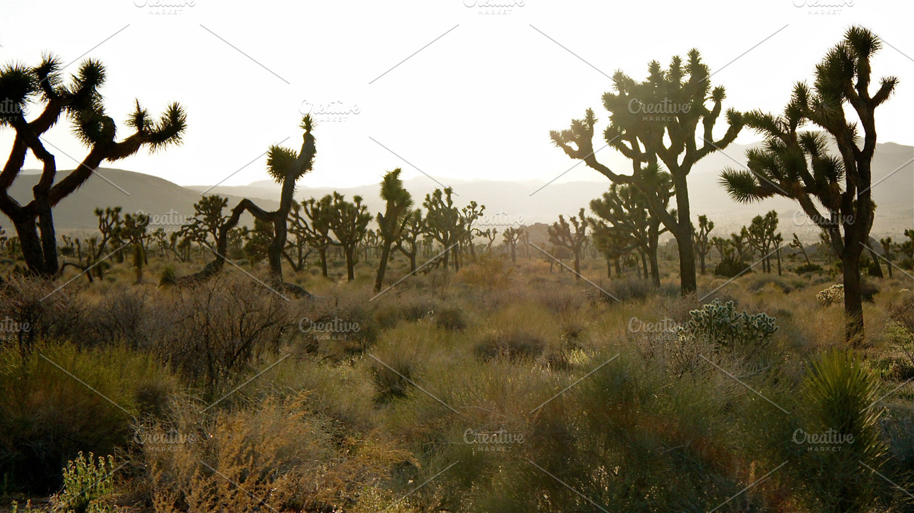 Black Yucca Sundown