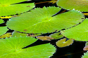 Lily Pond, a Nature Photo by THP Creative