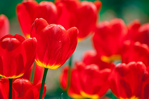 Beautiful red tulips field, a Nature Photo by Vector Tradition